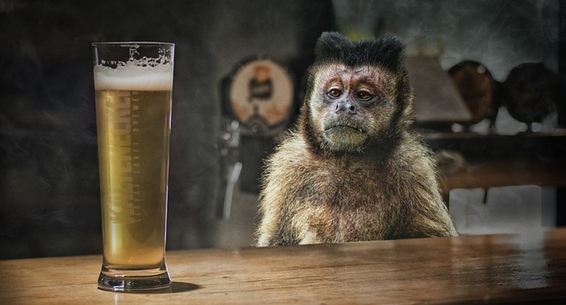 corona, ape, drink, bar, counter, quarantine, alcohol, beer, image editing, photoshop, drunk, enjoy, saddened, grief, sorrow, beer, beer, beer, beer, beer, drunk, drunk, drunk